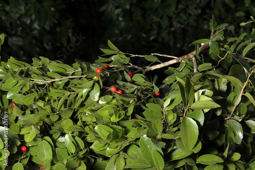 Ripe wild red fruits growing on lush green foliage in a macro photograph showcasing vibrant colors and natural beauty.