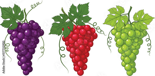 A display of three grape bunches in purple red and green with leaves