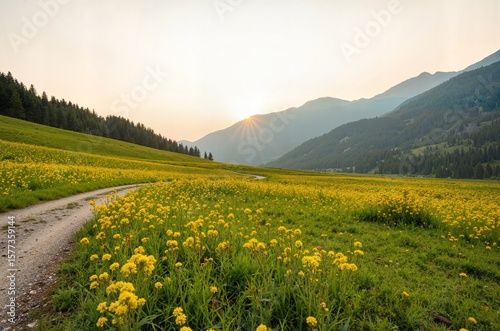 Fototapeta Naklejka Na Ścianę i Meble -  Sunset Trail of Yellow Flowers