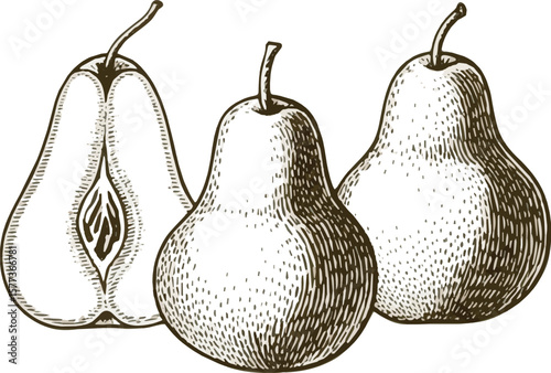 Create a kinds of deferent Peaches engraving vector art with white background..