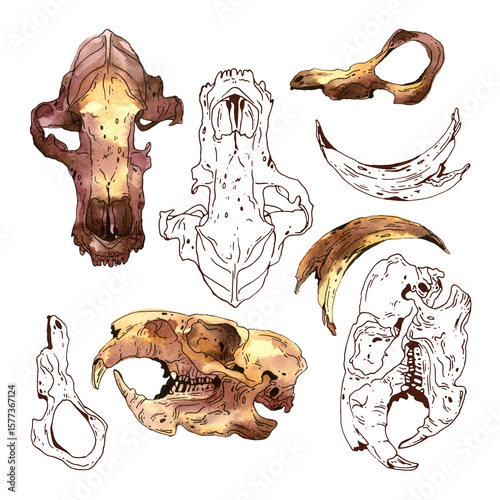 Photography Watercolor skulls and bones of wild animals on transparent background