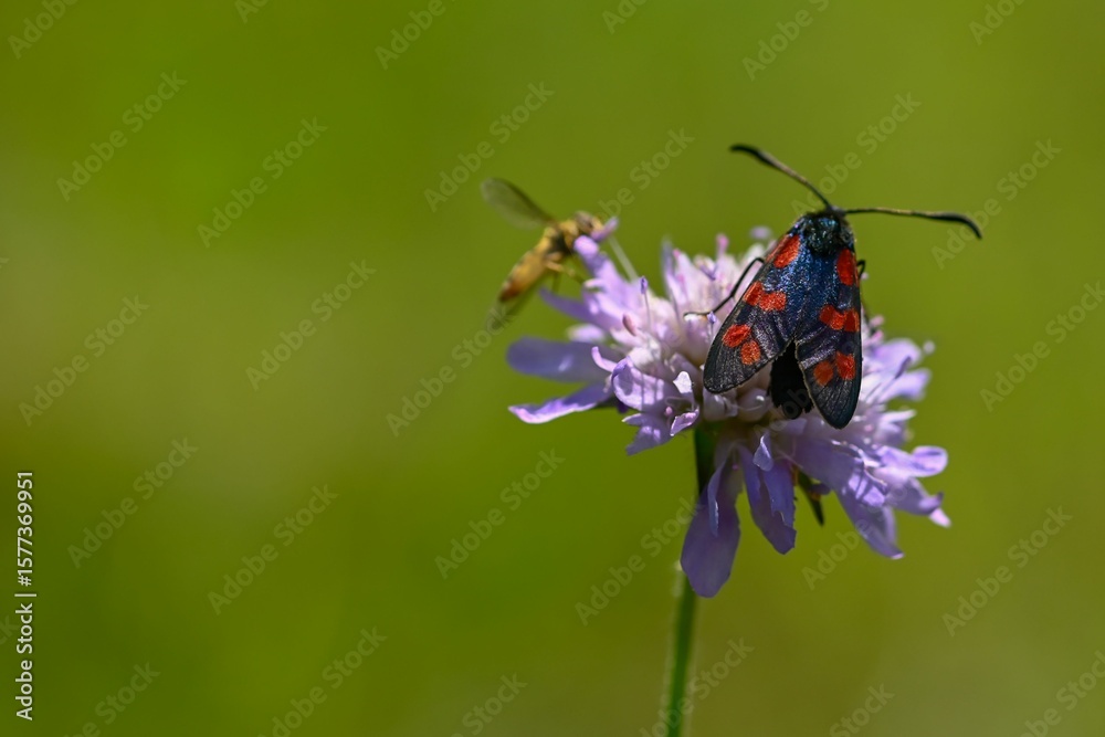 Vibrant six-spot burnet moth on flower Vibrant six-spot burnet moth on flower