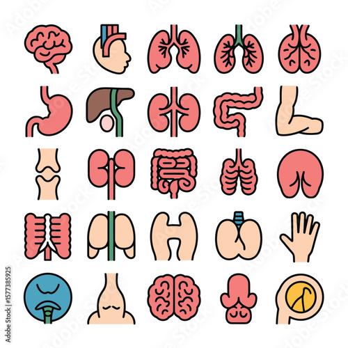 Twenty Five Colorful Human Organ Icons Anatomical Illustrations Medical Diagrams Red Pink Green Blue Outline Style Vector Graphics Set