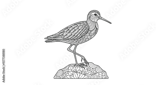Detailed textured illustration of a sandpiper standing proudly on a rocky outcrop showing its distinctive plumage and long beak