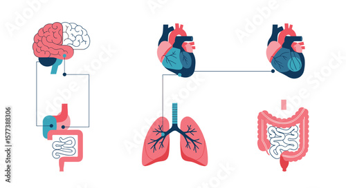 Visualizing key human organs including the brain heart lungs stomach intestines and colon for medical educational purposes