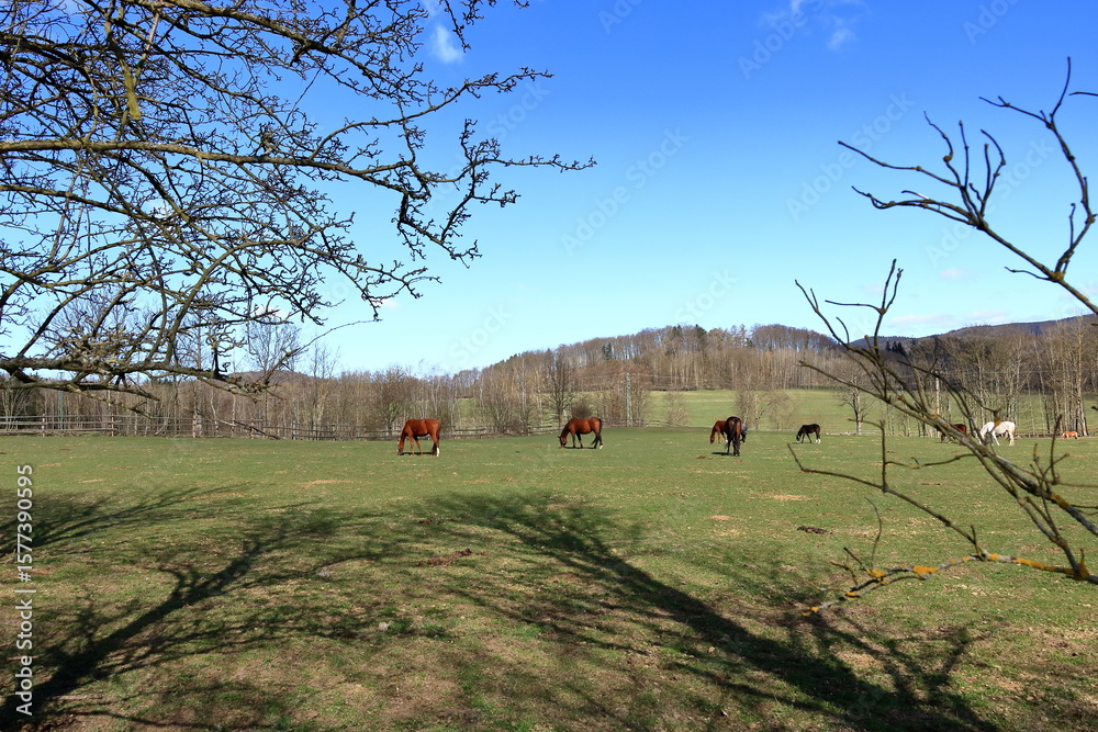 Fototapeta premium several horses grazing on a sunny meadow