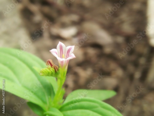 pink and white flower