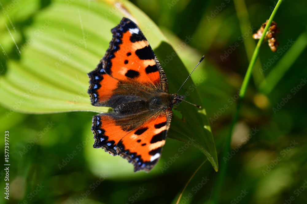 Obraz premium Kleiner Fuchs