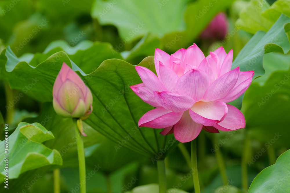 咲いた蓮の花と寄り添うつぼみ(不忍池) 咲いた蓮の花と寄り添うつぼみ(不忍池)