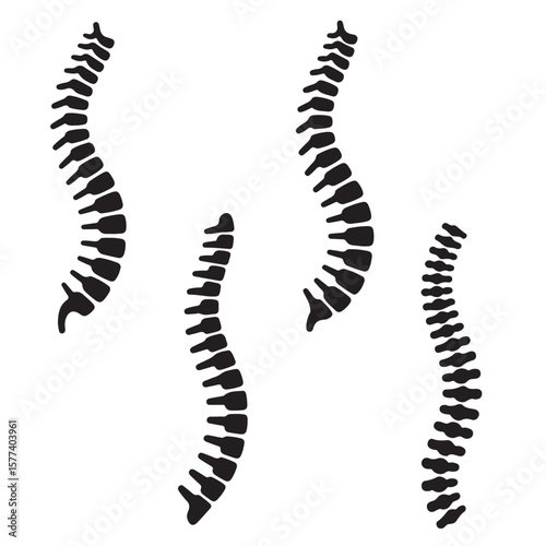 set vector various Spinal cord silhouettes , Spine Illustrations Showing Different Curvatures. Collection of Spinal Column Illustrations Anatomy Vertebrae