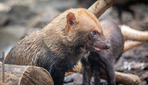 Photography Bush dog (Speothos venaticus) in nature