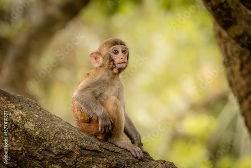 Macaques in nature. Macaques constitute a genus (Macaca) of gregarious monkeys.