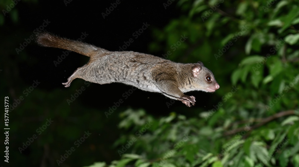 Fototapeta premium Leaping nocturnal rodent