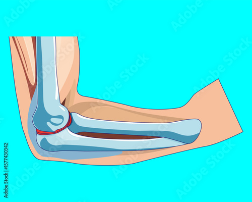Colorful medical illustration of the human elbow joint anatomy depicting the humerus, ulna and radius bones with cartilaginous ligaments Perfect for orthopedic logos, digital medical platforms, 