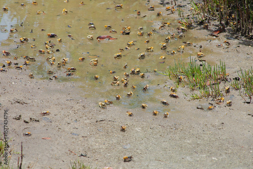 Group of Small Mud Fiddler Crabs on a Muddy Shoreline in Natural Habitat in Florida. Many tiny mud crabs scurry along the wet sandy shore amidst scattered detritus and water ripples, depicting a natur