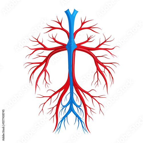 Human Arteries and Veins System Vector
