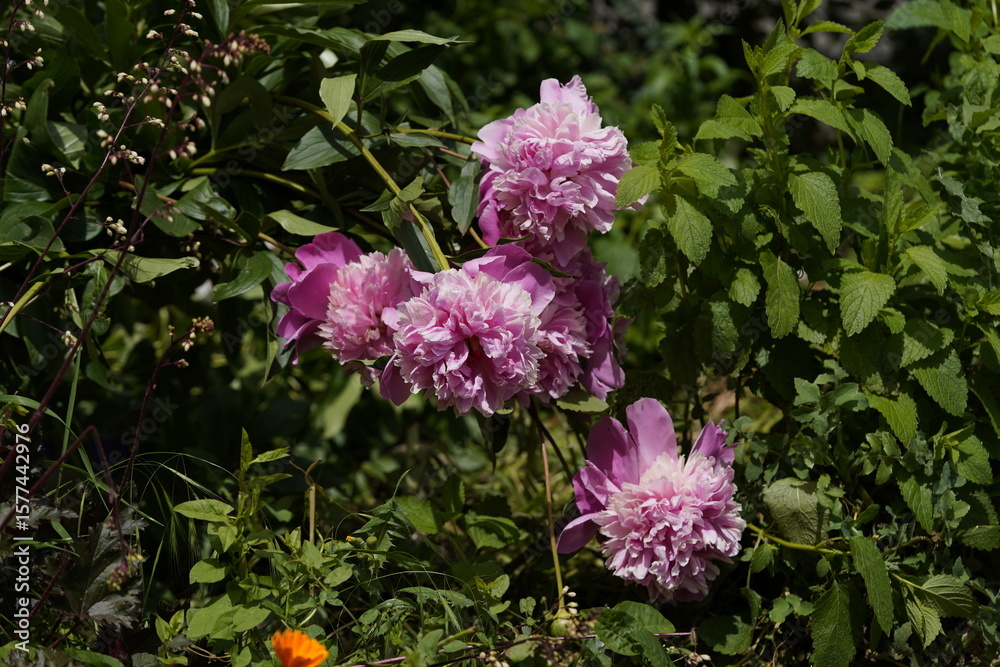 Obraz premium pink valentine flowers with close-ups