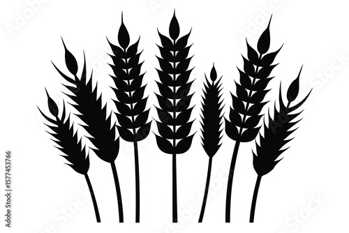 Golden ears of wheat, isolated on white, form a natural vector illustration of this essential cereal grain