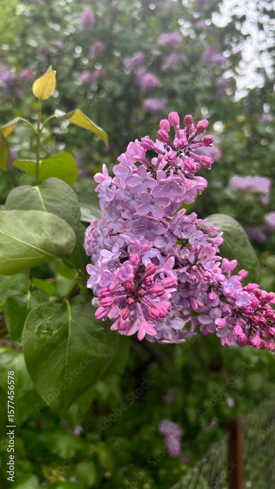 Fototapeta premium lilac flowers in the garden