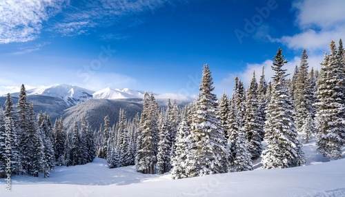 snow covered spruce trees in colorado white river national forest rocky mountains peak near vail ski slope landscape