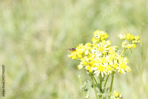 daisies in a field