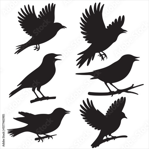 set of black various bird silhouette for graphic resources