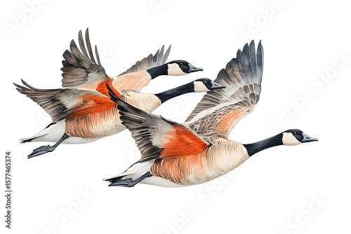 Group of Canada geese flying in formation isolated on white background