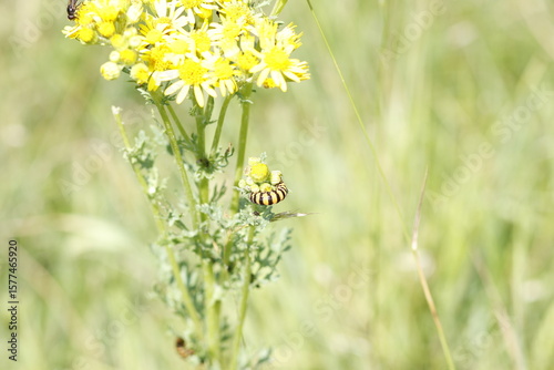 caterpillar on camomile
