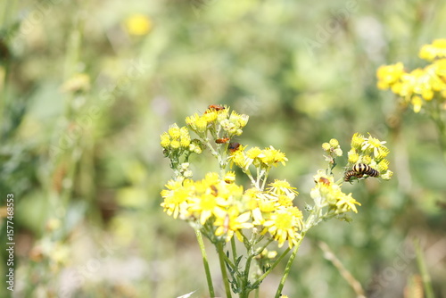 yellow flowers in the field