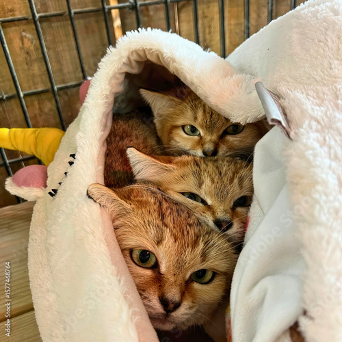 Photography Sand Cats Nestled in Blanket