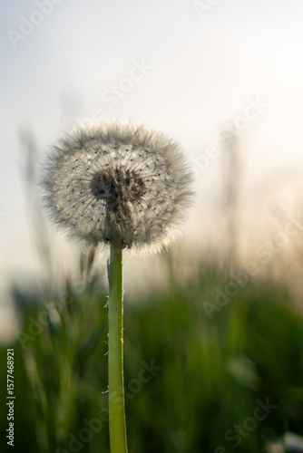 Pusteblume
