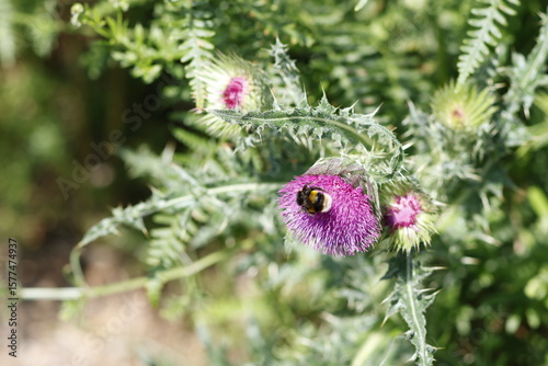 bee on a flower