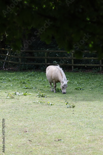 white pony in the grass