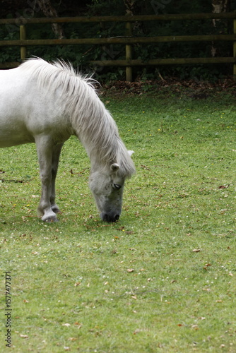 white horse eating grass