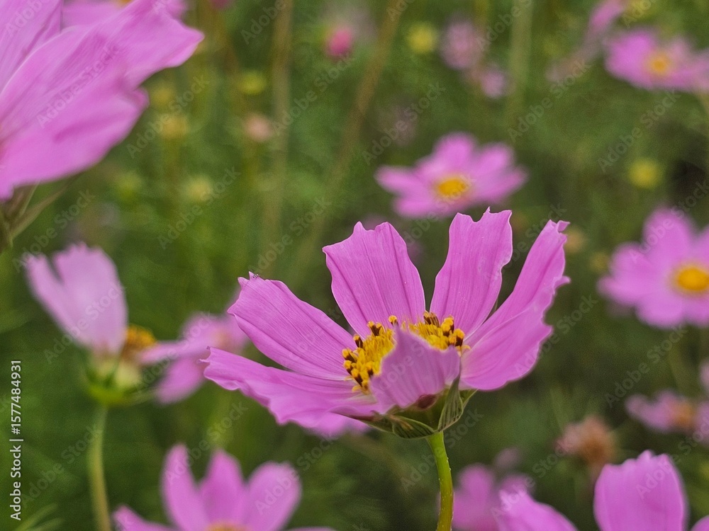 Fototapeta premium pink cosmos flower