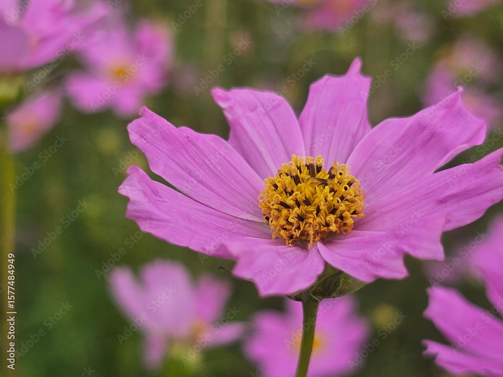 Fototapeta premium bee on pink flower