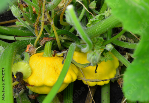 Close-up of Yellow Pattypan Squash Growing in a Garden