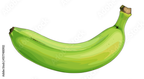 Illustration of a single unripe green banana with a brown stem on a white background in a simple design on transparent background