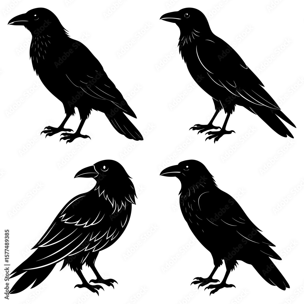 Fototapeta premium Four black ravens in different poses standing against a white background in silhouette style art