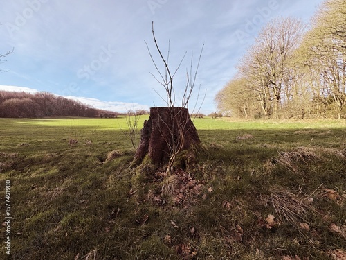 old tree in the field