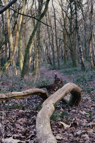 fallen tree trunk