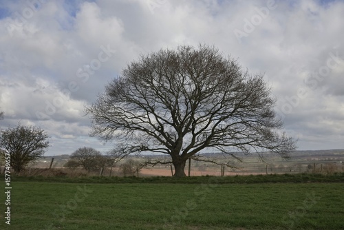 tree in the field