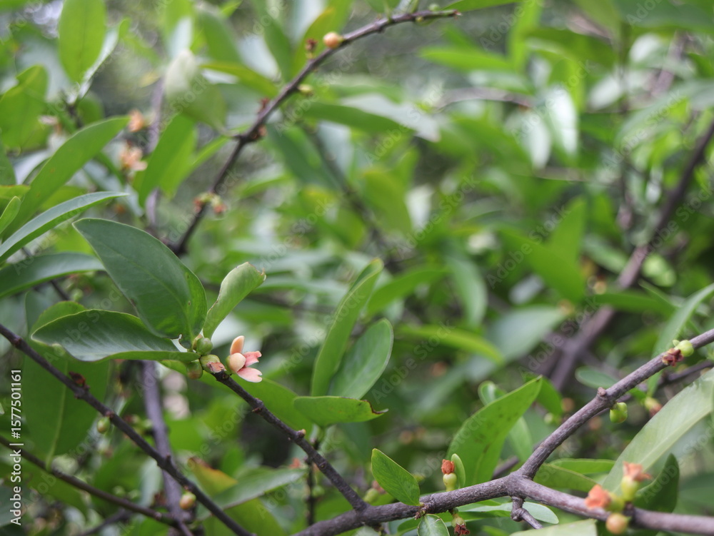 Tiny, delicate blossoms and berries emerge from lush green foliage at Phutthamonthon, offering a close-up of the park's vibrant botanical details. Tiny, delicate blossoms and berries emerge from lush green foliage at Phutthamonthon, offering a close-up of the park's vibrant botanical details.