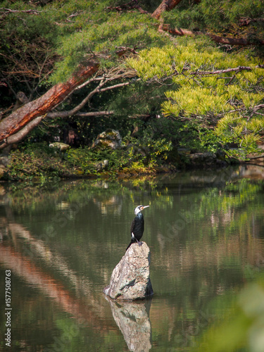 Kormoran