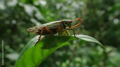 Closeup of a Praying Mantis Crawling on a Green Leaf in Natural Forest Setting