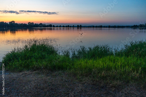 trees stands on the bank of Lake Constance, Dawn colors the sky behind treetop, place to relax on the beach, the sun rise will come over the water surface, interesting scenery, loneliness and calm