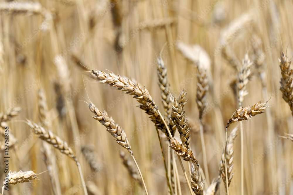 Fototapeta premium Close-up of grain ears of agriculture field on a sunny summer day. Photo taken July 12th, Zurich Oberglatt, Switzerland.