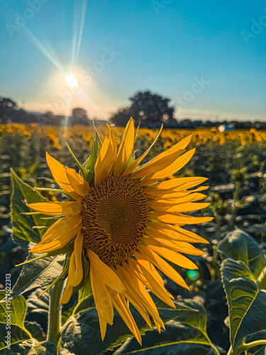 A stunning sunflower stands prominently in a field, its vibrant yellow petals catching the sun's warm rays and creating a beautiful starburst effect against a clear blue sky.