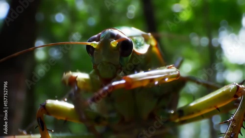 Closeup of a vibrant mantis shrimp moving in coral reef environment with detailed macro focus