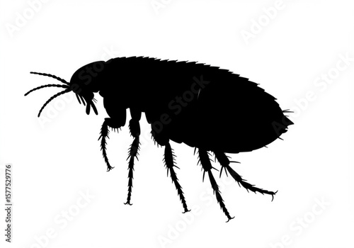 Black silhouette of a flea with visible legs and antennae on a white background